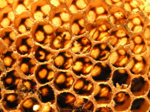 Tiszta méhpempő